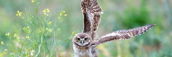 Burrowing Owl wing spread