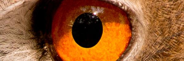Eye of Eurasian Eagle-owl