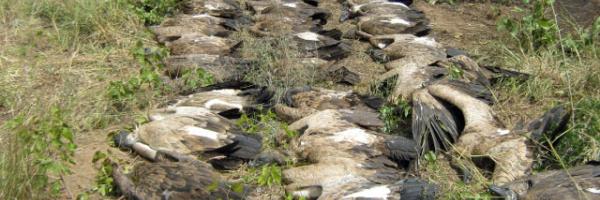 Rows of dead White-backed Vultures that were poisoned at an elephant carcass