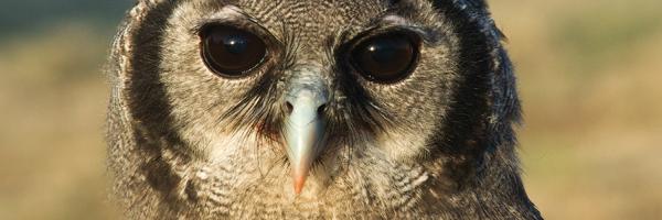 Oliver, Verreaux Eagle Owl