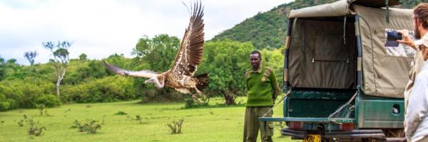 A Lappet-faced vulture is released to the wild in Kenya