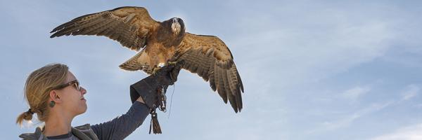 Swainson's Hawk lands on a trainer's glove