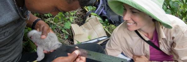 Christine Hayes working in the Dominican Republic with Ridgway's Hawk