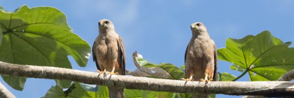 Ridgway's Hawks