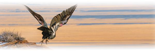 A California Condor launches from a rock into flight over the Grand Canyon