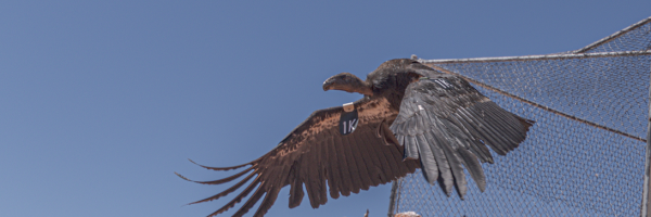 California Condor 1K Takes to the skies