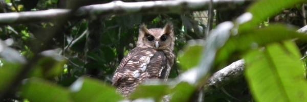 An owl perched in forest