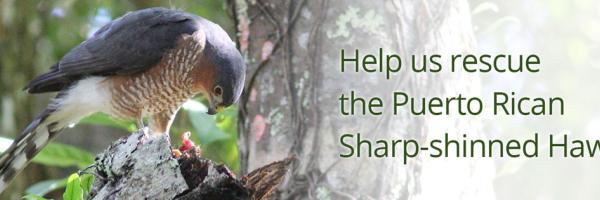 a Puerto Rican Sharp-shinned Hawk eats in the forest