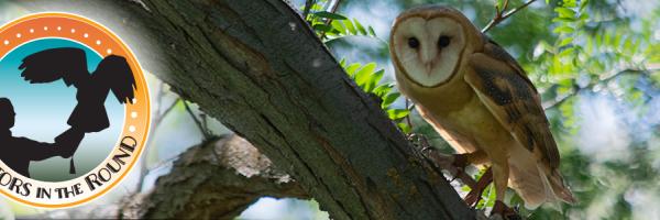 Barn Owl perched in tree with Raptors in the Round logo overlaid