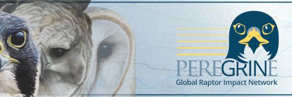 Drawings of Peregrine Falcon, Harpy Eagle, Barn Owl, and the GRIN logo