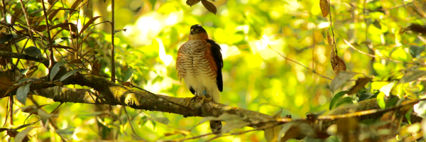 A Puerto Rican Sharp-shinned Hawk sits perched in the forest