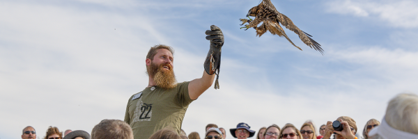 Finn the Red-tailed Hawk lands on his trainer's glove during Fall Flights