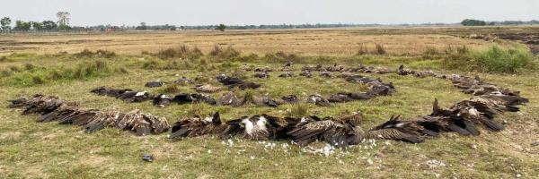 Sixty-seven poisoned vultures lay in a field in Nepal