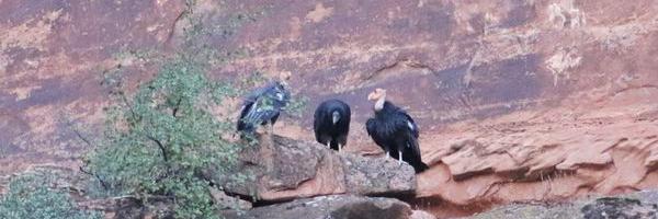 A young 1K and his parents perch in Zion National Park