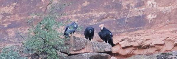 A young 1K and his parents perch in Zion National Park