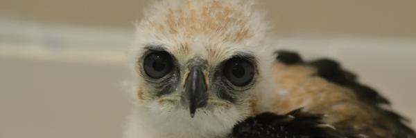 A 45 day-old Tulio looking at the camera. His head is still fluffy and white while the brown feathers on his wings are just starting to grow in.