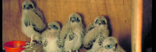 A historic photos of Mauritius Kestrel nestlings that were hatched as part of the recovery program. There are five gray, fuzzy nestlings sitting on the floor of their nestbox.