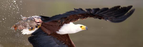 African Fish Eagle in flight with fish