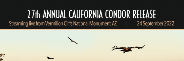 Condor Release