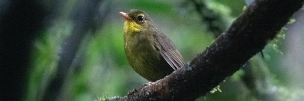 Dusky Tetraka perched on a tree branch