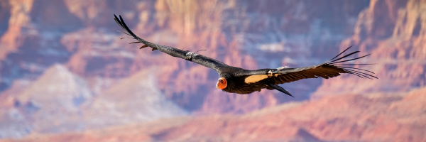 A California Condor flies through the air with red rock cliffs in the background.