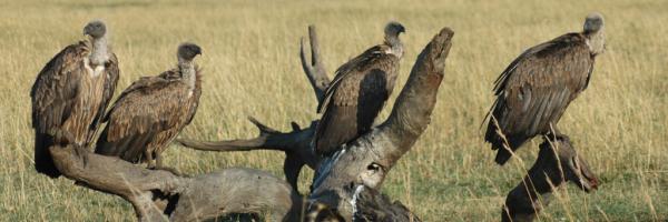 Four White-backed Vultures perched on a dead tree branch in a grassy plain.