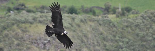 Female Andean Condor soaring above a green hilly environment.