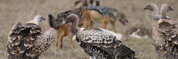 Several Ruppell's Vultures walk the ground around carcasses, accompanied by jackals