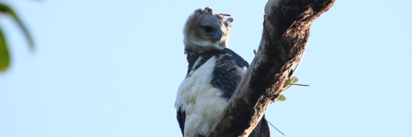 A Harpy Eagle perched on a tree branch