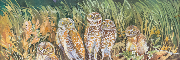 Painted Burrowing Owls in the Blue Mountains