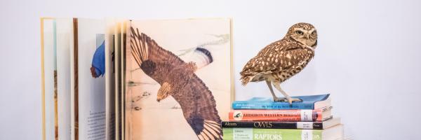 Pretzel the Burrowing Owl on a stack of books!