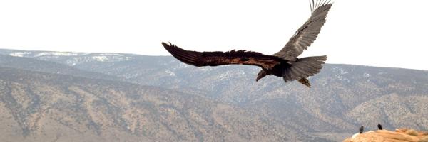 An immature California Condor flies off into a wide valley with two others perched on a cliff in the background