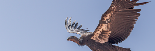 California Condor 1K flying with blue skies behind.