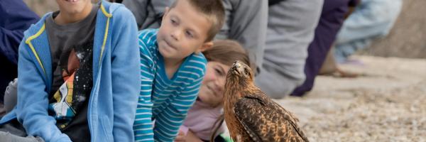 An ambassador hawk standing on the ground watched by two boys