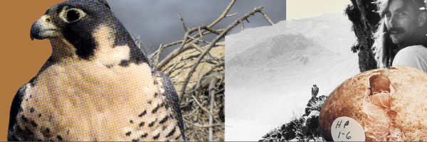 Protect birds of prey