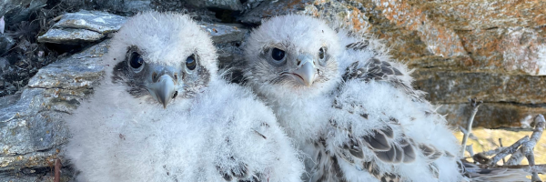 Two Gyrfalcon nestlings in nest on cliffside