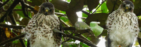 Two Puerto Rican Sharp-shinned Hawk fledglings on a branch