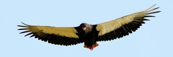 A Bataleur in flight