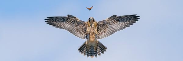 A Peregrine Falcon with its wings and talons outstretched about to catch a butterfly