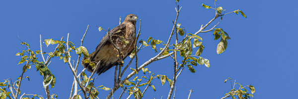Broad-winged Hawk perches in tree branches