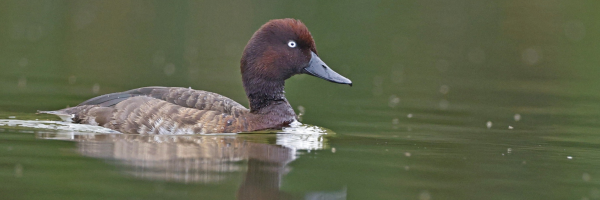 A dark brown duck swims through water