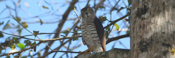 A Frances's Sparrowhawk perched on a branch looking at the camera with its head tilted to the side with a seemingly quizzical expression.