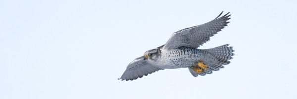 A Gyrfalcon in flight in front of a gray sky.