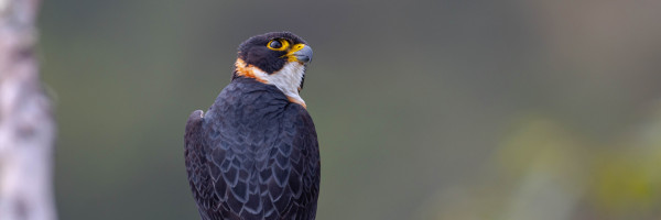 A close-up of an Orange-breasted Falcon.
