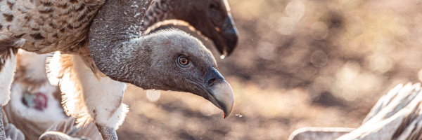 A closeup of the head of a Rüppell's Vulture