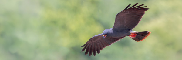 A Snail Kite in flight in front of a green background.