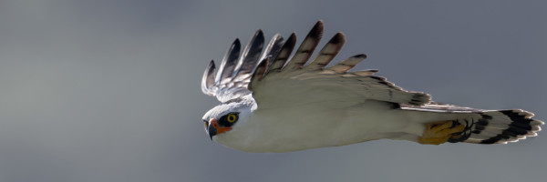 A Black-and-white Hawk-eagle in flight.
