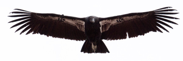 Condor 971, wearing wing tags bearing the letters "TC" honoring our founder Tom Cade, in flight.