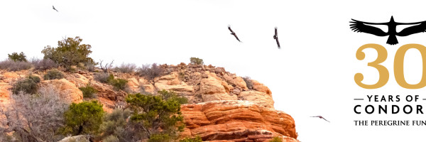 California Condors in flight over a red rock ridge in Vermilion Cliffs National Monument, Arizona.