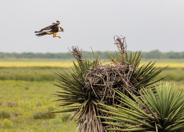 Aplomado Falcon lands in a wild nest in a yucca